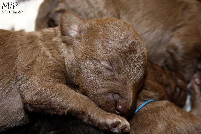 2011-05-07 Puppies Candy & Svet (67).jpg